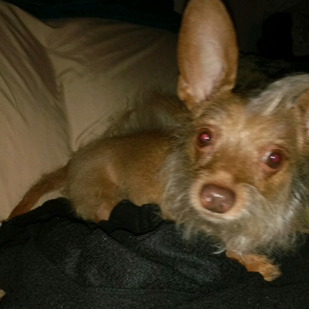 Meet your Posher, Donna